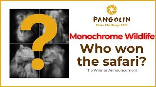 Monochrome Pangolin Photo Challenge Winners