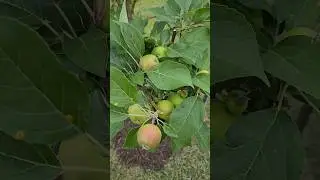 garden tour | Part 2