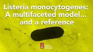 Listeria monocytogenes: A multifaceted model... and a reference by Pascale Cossart, PhD