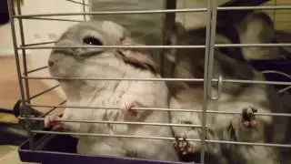 Cutest Animals Ever!