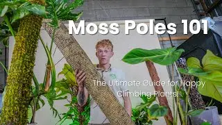 Moss Poles 101: The Ultimate Guide to Happy Plants!