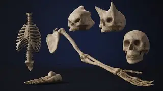 Human Bone Set: 220 pcs. static mesh for #ue4  and #ue5. comes with tileable advanced mat.