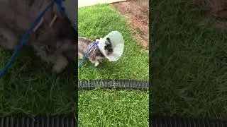 Her First Time Outside After We Found Out She Survived The Attack ❤️ #dog #shorts
