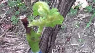 Виноград - удачная зеленая прививка successful green inoculation  grapes
