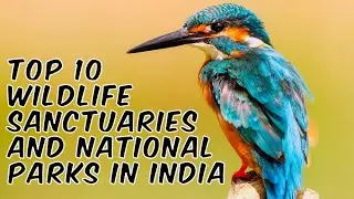 TOP 10 WILDLIFE SANCTUARIES AND NATIONAL PARKS IN INDIA