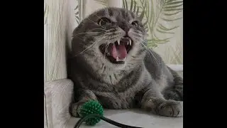 Hell cat/Адский кот/Злой кот