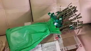 Мне пришла посылка с розами