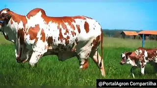 Nelore Pintado: Beleza e Singularidade na Pecuária