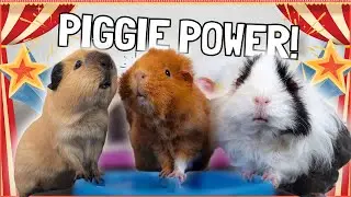 The Secret Power of Guinea Pigs! ✨