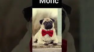 ТОП 10 пород собак для семей с детьми|ЖИВОЙ БЛОГ|