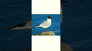 #shorts🐦👍Озëрная чайка