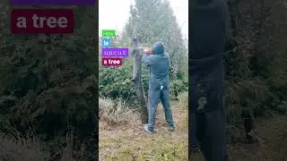 How to uncut a tree