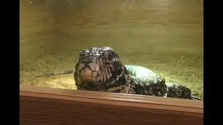 Ящерицы Мила и Копа