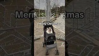 My dog wishes you Merry Christmas 