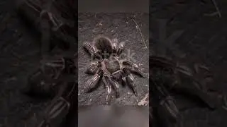 Тарантулы: Факты, Которые Сделают Вас Экспертом по Этим Паукам #животные#паук #тарантул