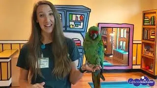 Amazing Macaw - Stuck at Home Science | California Science Center