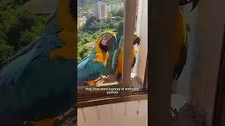 A group of intelligent parrots 