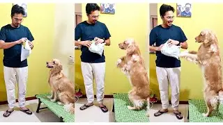 My Dog's Joyful Reaction To New Toy Gift🤗  #goldenretriever #puppy #dogvideos #funny #viral