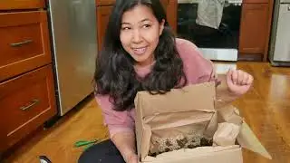How to save anemone corms! Storing for winter