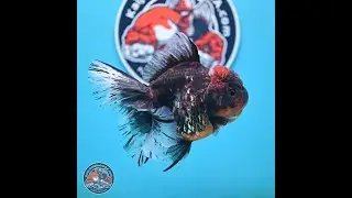 Red Kirin Rose Tail Oranda 4 inches Body - Female (240114_OR08)