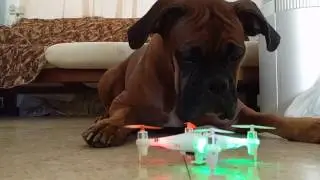 Dog Unhappy From Quadcopter