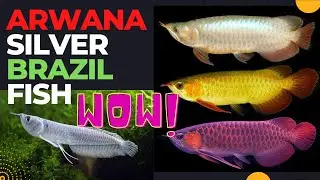 Fishing and Hunting For Arowana Silver Brazil Fish in aquarium Tank