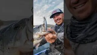 PXR Mavrik™ | The Perfect Jerkbait