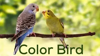 একজন আদর্শ ব্যাক্তির আদর্শ পাখির খামার || Best Birds || Baazigar bird in Bangladesh || Color Bird