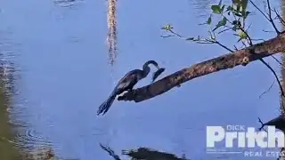 Oriental darter catch fish 🐟 for breakfast | SWFL Eagles | Nov 3, 2024
