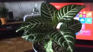 Reviving my Zebra Plant Part 3