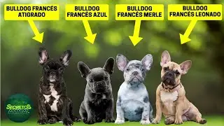 14 Different Types of French Bulldogs