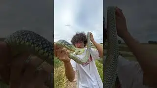 Las Garrapatas Son Más Peligrosas De Lo Que Piensas… #shorts #animales #bichos