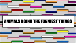 Animals Doing The Funniest Things (TMIR Shorts)