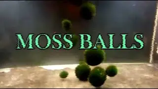 moss balls full lore