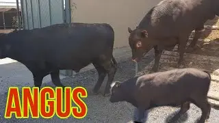 АНГУС БУКАЛАР СОТИЛАДИ 🐃🐃🐂🐂 +99893 500 70 71