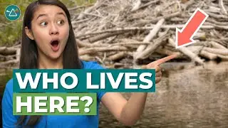4 Amazing Habitats & the Animals That Call Them Home!