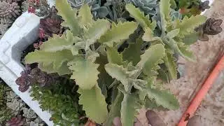 Uzun bir aradan sonra videolarimla  seradan tekrar sizlerle olacağım🤗