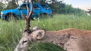 Охота 2024 на самца косули 8 дней 1750 км  !!добыл 5 козликов!
