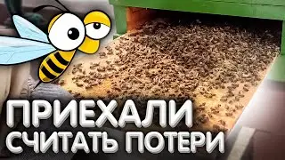 Ехали на пасеку СЧИТАТЬ ПОТЕРИ. Весна на пасеке (март) 2022 года.