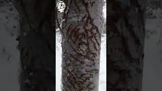 Медвежьи следы от когтей на деревьях.