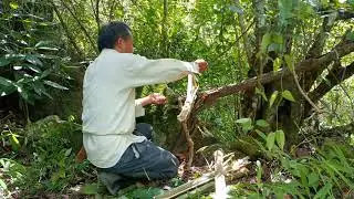 Make ancient style bamboo traps to catch squirrels and rat well