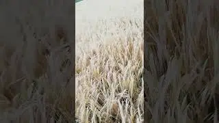 Dog lost in field of wheat, Swanage