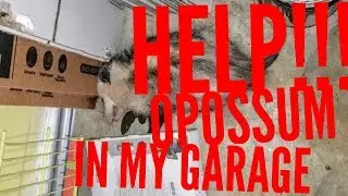 Scary Animal in my Garage, Wouldn't Move