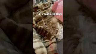 シーズー犬茶々丸君の寝言笑笑【shihtzu】