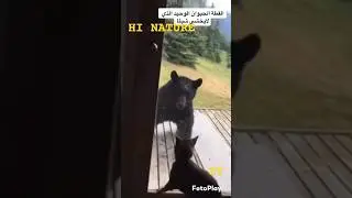 #bear