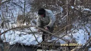 Охота на норку с капканом.