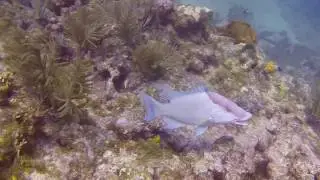 Diving in Key Largo - February 2017