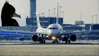 🔵 The Great Cormorant Plane Spotting At Amsterdam Schiphol! Including United B777