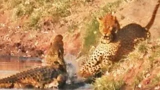 leapord vs crocodile