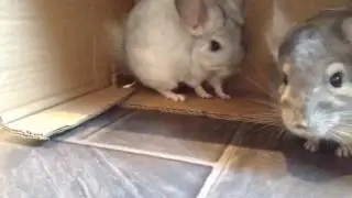 A day in the life of a chinchilla // My chinchillas